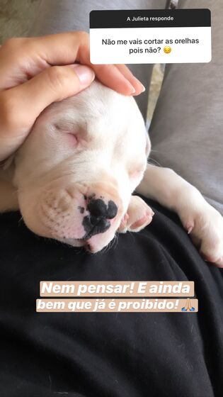 Helena Costa, atriz, malveira, grávida, cadelas, desaparecidas, tacuara, julieta, dogue argentina