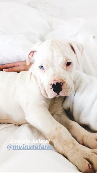 Helena Costa, atriz, malveira, grávida, cadelas, desaparecidas, tacuara, julieta, dogue argentina