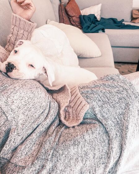 Helena Costa, atriz, malveira, grávida, cadelas, desaparecidas, tacuara, julieta, dogue argentina