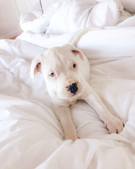 Helena Costa, atriz, malveira, grávida, cadelas, desaparecidas, tacuara, julieta, dogue argentina