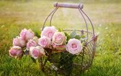 rosas, ramo de rosas, jardim, campo, flores