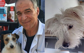 Ainda em sofrimento com a morte de Spike, Rodrigo Guedes de Carvalho adopta novo cão: "Apresento-vos o Frankie"