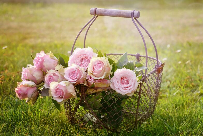 rosas, ramo de rosas, jardim, campo, flores