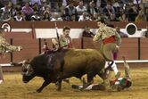 João Moura Júnior, cavaleiro, toureiro, tourada, xeque-mate, cavalo, abatido, colhida, coruche, praça de toiros, ana batista