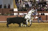 João Moura Júnior, cavaleiro, toureiro, tourada, xeque-mate, cavalo, abatido, colhida, coruche, praça de toiros, ana batista