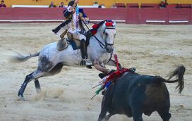 Após terror na arena de Coruche, João Moura Jr. em choque com morte de cavalo estrela