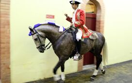 Inferno! Xeque-Mate é o 2.º cavalo de João Moura Jr que morre nas praças de toiros