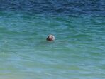 António Costa, Fernanda Tadeu, praia, lagoa, carvoeiro, férias, primeiro-ministro, governo, ps