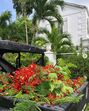 India Hicks