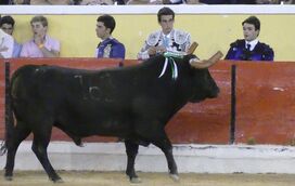 Fotógrafo Fernando Clemente em estado grave ao ser atingido por toiro que saltou trincheira