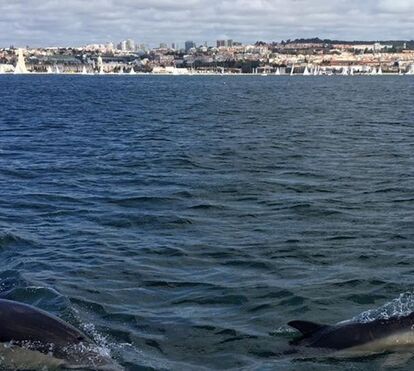Golfinhos no Tejo
