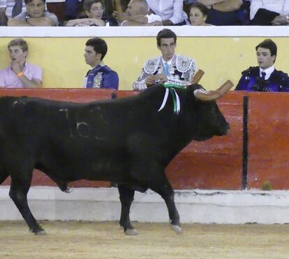 Fotógrafo Fernando Clemente em estado grave ao ser atingido por toiro que saltou trincheira