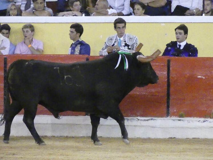 Fernando Clemente, fotógrafo, festas da moita, tourada, toiros, escalpe, prognóstico reservado