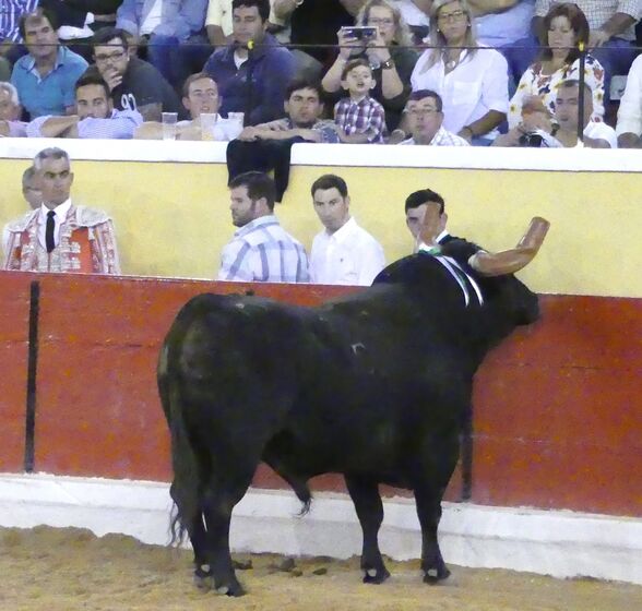 Fernando Clemente, fotógrafo, festas da moita, tourada, toiros, escalpe, prognóstico reservado