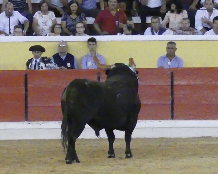 Fernando Clemente, fotógrafo, festas da moita, tourada, toiros, escalpe, prognóstico reservado