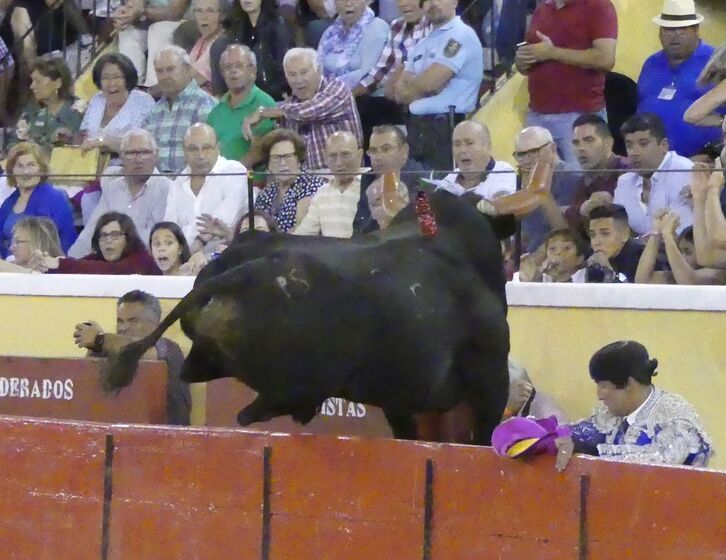 Fernando Clemente, fotógrafo, festas da moita, tourada, toiros, escalpe, prognóstico reservado