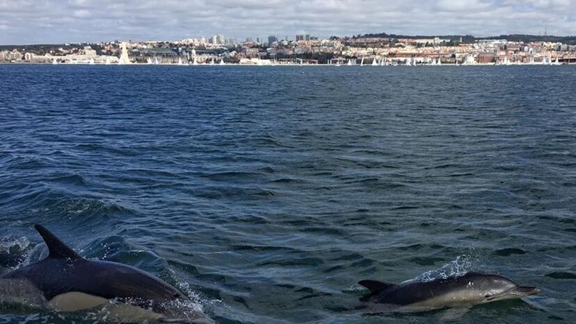 golfinhos, tejo, lisboa, rio