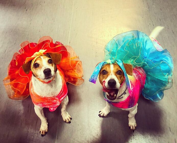 Rita Pereira com a cadela Hyndia