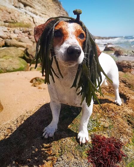 Rita Pereira com a cadela Hyndia