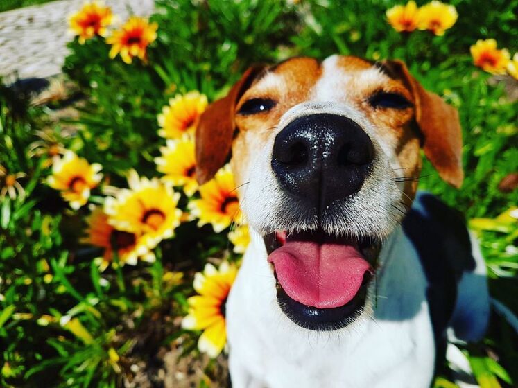Rita Pereira com a cadela Hyndia