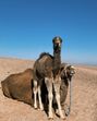 Luís Figo, helen svedin, férias, marraquexe, deserto, glam camping