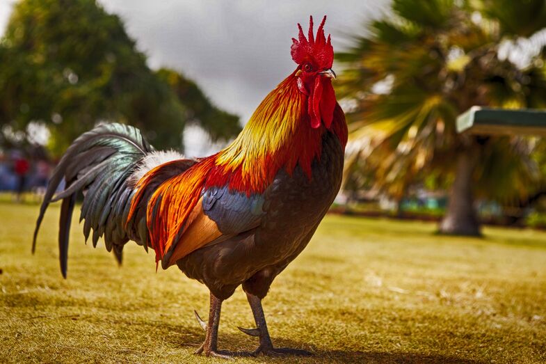 Galo, animal, ave