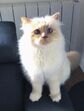 karl lagerfeld e choupette ( a gata)