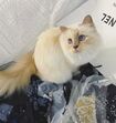 karl lagerfeld e choupette ( a gata)