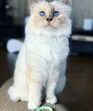karl lagerfeld e choupette ( a gata)