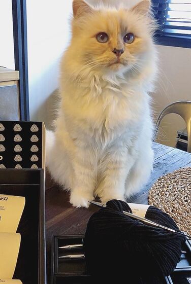 karl lagerfeld e choupette ( a gata)