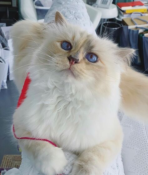 karl lagerfeld e choupette ( a gata)