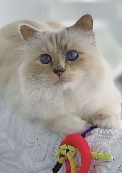 karl lagerfeld e choupette ( a gata)