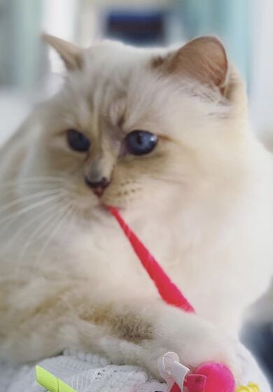 karl lagerfeld e choupette ( a gata)