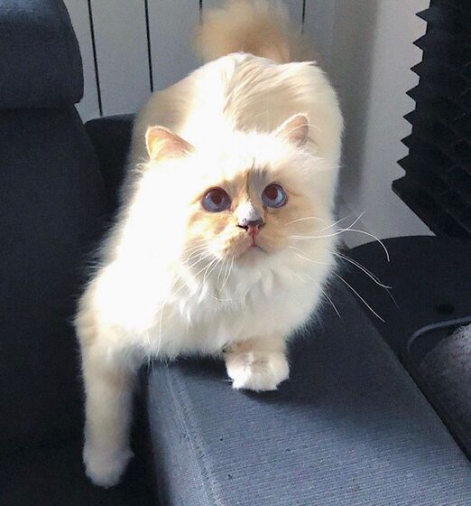 karl lagerfeld e choupette ( a gata)