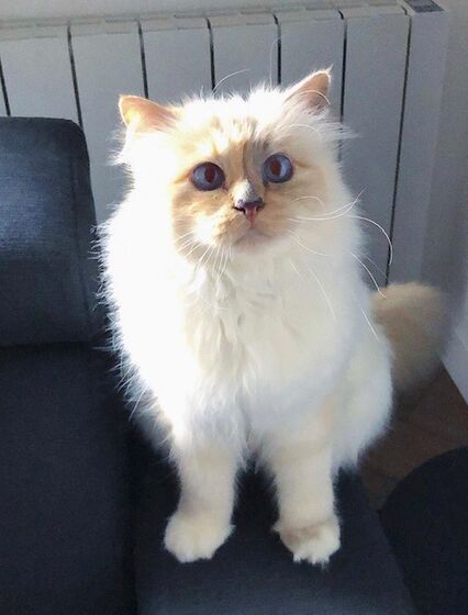 karl lagerfeld e choupette ( a gata)