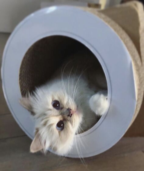 karl lagerfeld e choupette ( a gata)