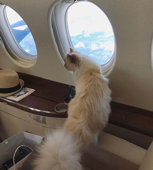 karl lagerfeld e choupette ( a gata)