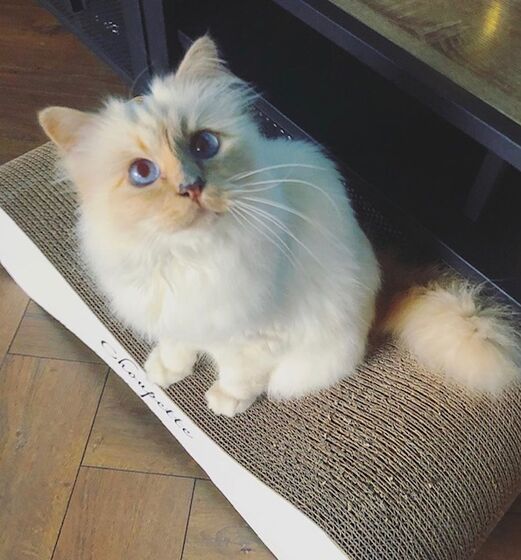 karl lagerfeld e choupette ( a gata)