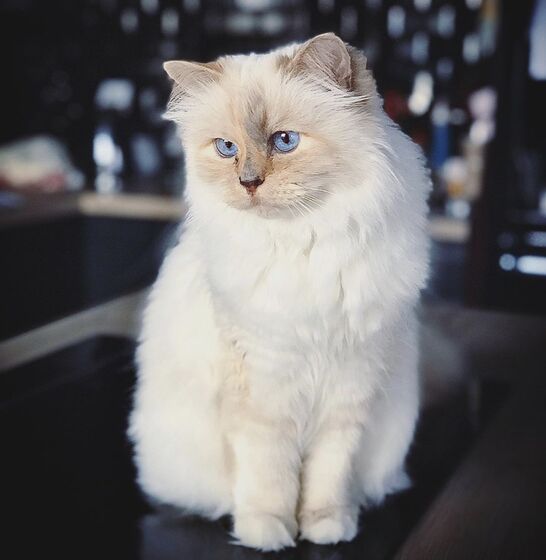 karl lagerfeld e choupette ( a gata)