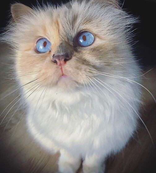 karl lagerfeld e choupette ( a gata)