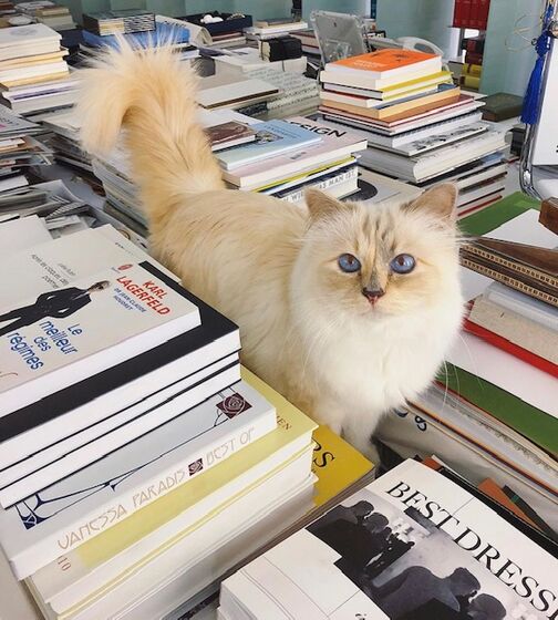 karl lagerfeld e choupette ( a gata)