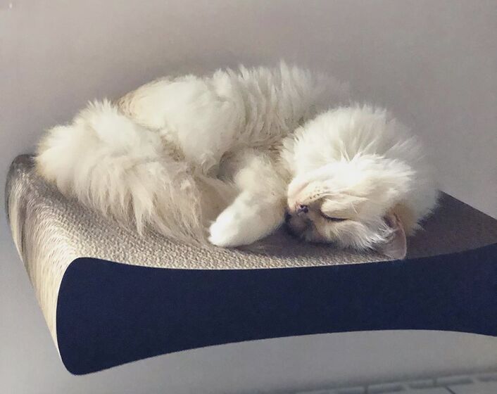 karl lagerfeld e choupette ( a gata)