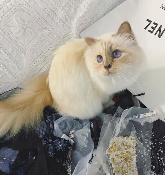karl lagerfeld e choupette ( a gata)