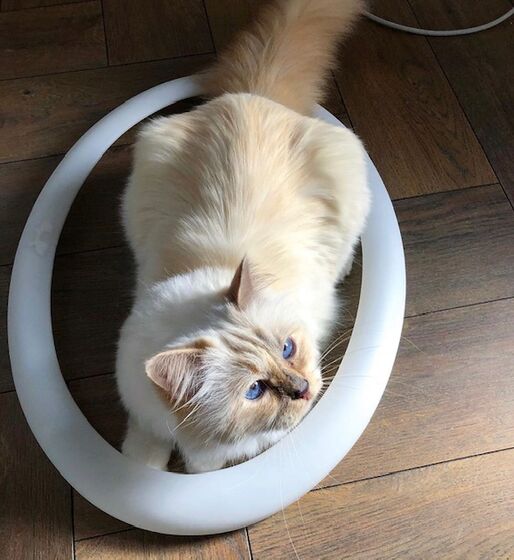 karl lagerfeld e choupette ( a gata)