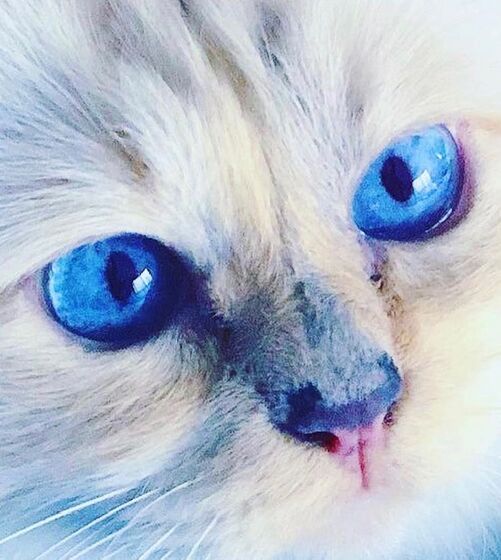 karl lagerfeld e choupette ( a gata)