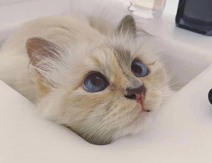 karl lagerfeld e choupette ( a gata)