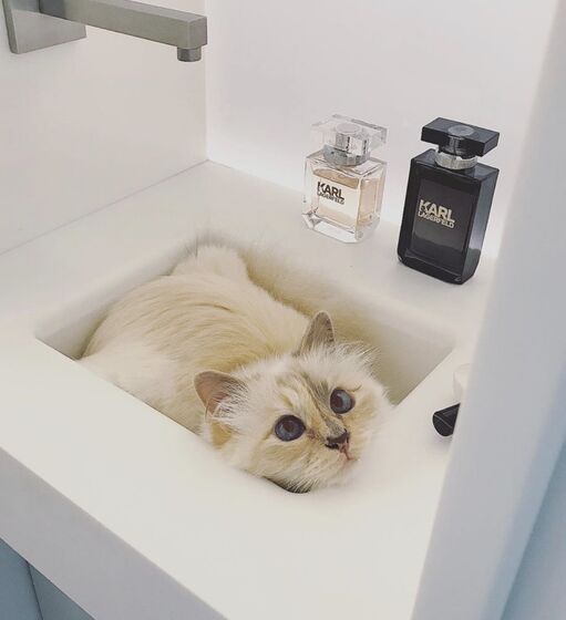 karl lagerfeld e choupette ( a gata)