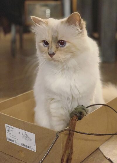 karl lagerfeld e choupette ( a gata)