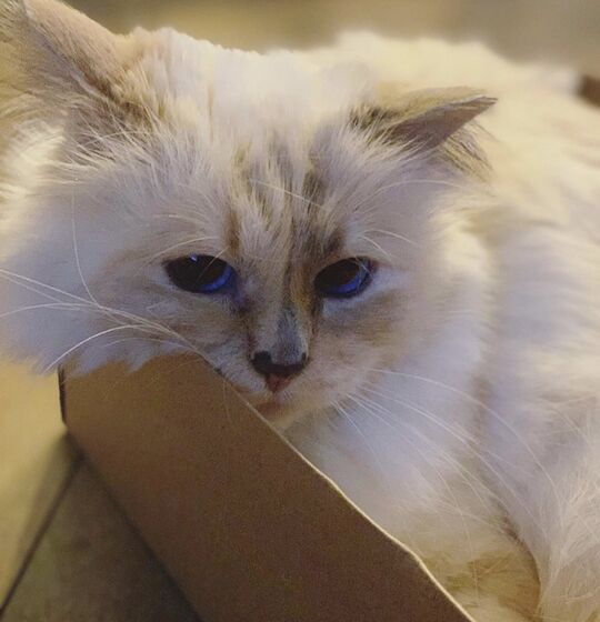 karl lagerfeld e choupette ( a gata)