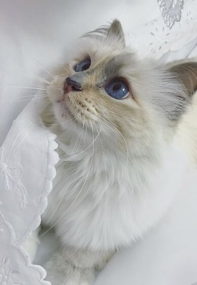 karl lagerfeld e choupette ( a gata)